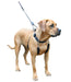 Sporn Big Dog Halter, Black - Jeffers - Dog Supplies > Dog Apparel > Dog Collars, Harnesses, & Leashes