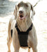 Sporn Non - Pulling Mesh Harness, Large/X - Large - Jeffers - Dog Supplies > Dog Apparel > Dog Collars, Harnesses, & Leashes