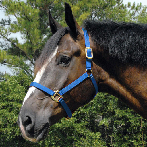 Arabian Horse Halter, Full Size - Royal Blue  