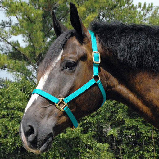 Arabian Horse Halter, Full Size - Turquoise  