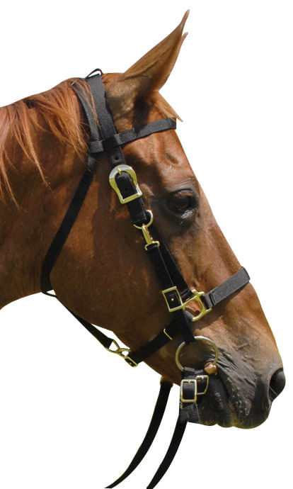 Jeffers Nylon Combination Halter Bridle With Reins - Royal Blue  