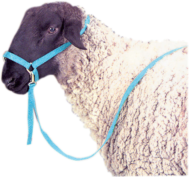 Nylon Sheep Halter, 3/4" - Forest Green  