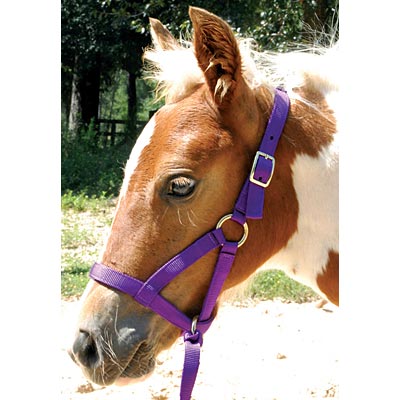 Jeffers Nylon "Grow With Me" Weanling Halter, 3/4" - Black  