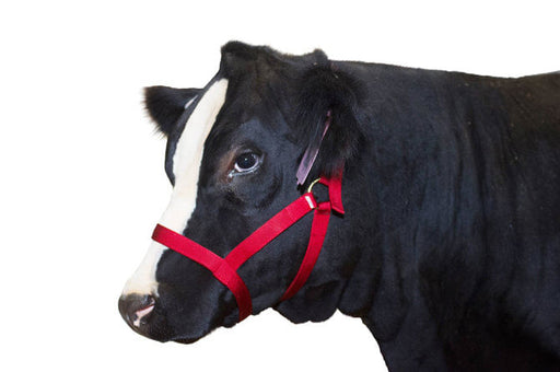 Nylon Cow Halter - Large (750-1000 lb) - Red  