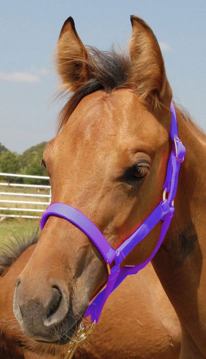 Jeffers Pony Halter, under 300 lb - Purple  