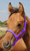 Jeffers Pony Halter, under 300 lb - Purple  