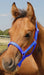 Jeffers Pony Halter, under 300 lb - Royal Blue  