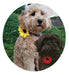 Sunflower Collar Slide - Jeffers - Dog Supplies > Dog Apparel