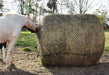 Tough 1 Round Hay Bale Slow Feed Hay Net 2.5' - Jeffers - Farm & Ranch Supplies > Livestock Feeders & Waterers