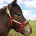 Tough1 Miniature Nylon Breakaway Halter, Large - Jeffers - Horse Supplies > Horse Tack > Horse Halters