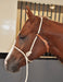 Training Halter - Jeffers - Horse Supplies > Horse Supplies