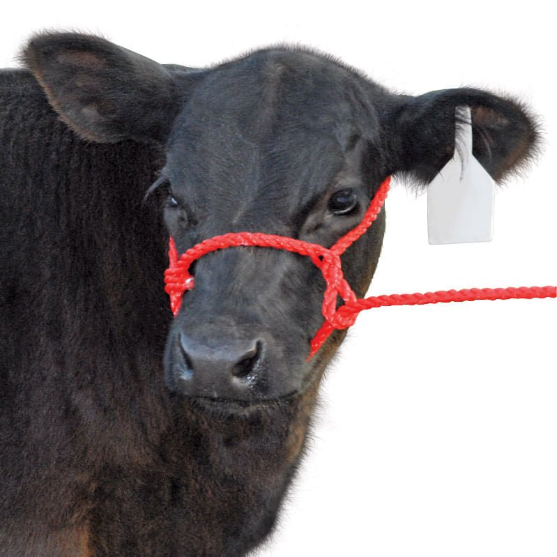 CIYODO Braided Rope Halter For Cattle, Cows & Goats – Durable Wear-Resistant Head Bridle, Adjustable Fit, For Safe Farm Handling & Restraint