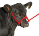 Troyer's Poly Cow Halter - Jeffers - Cattle Supplies > Cattle Supplies