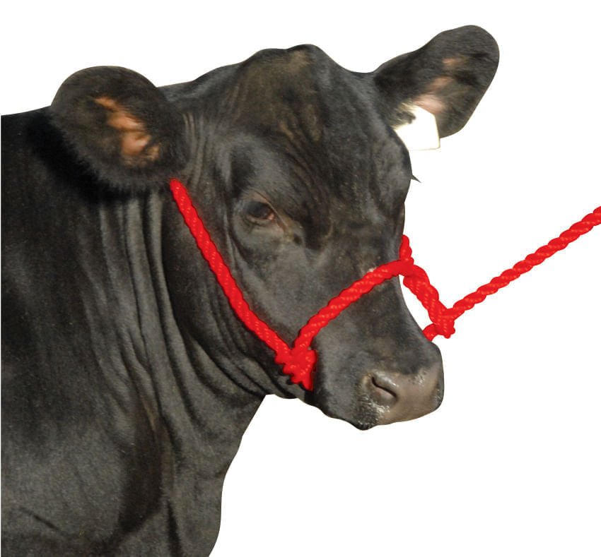 Haltering Cows Cow & Cattle Halters — Jeffers