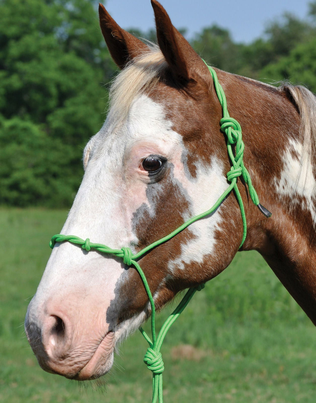Twisted Poly Rope Horse Halter from Mustang Mfg. — Jeffers