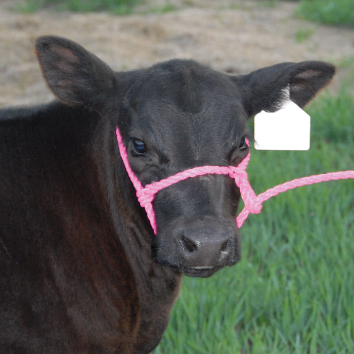 Troyer's Poly Calf Halter - Hot Pink  