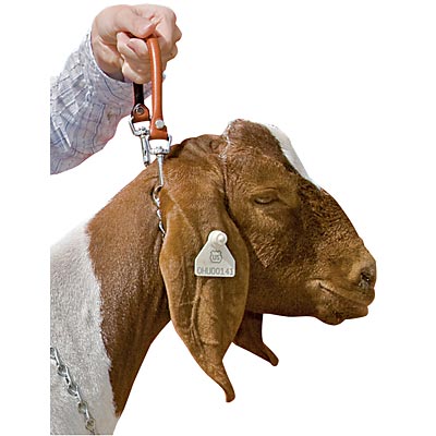 Goat Show Collar -   