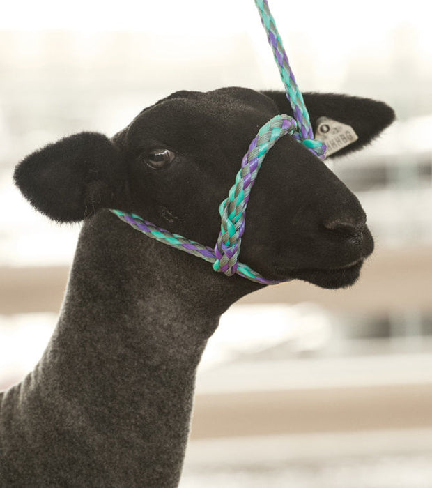 Weaver Leather Sheep & Goat Poly Rope Halter - Gray/Lavender/Mint  