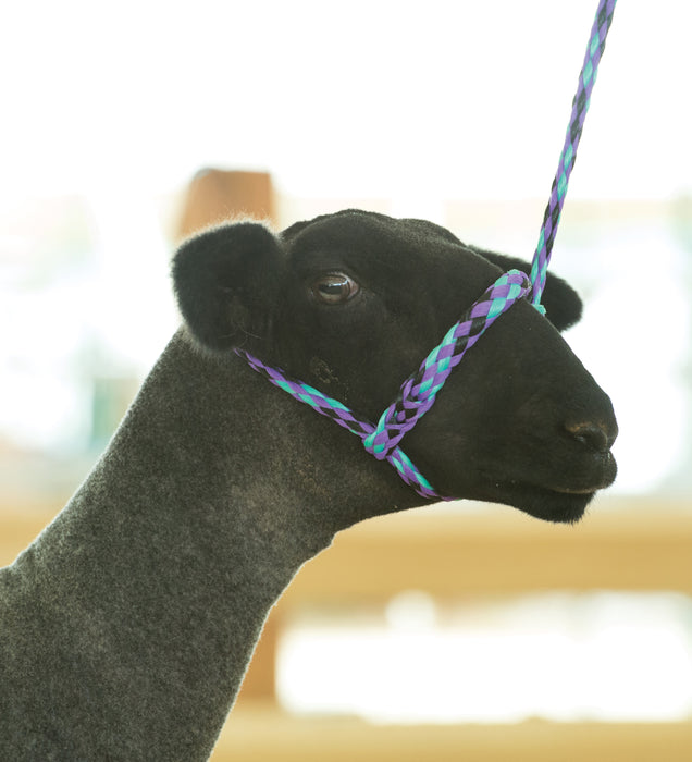 Weaver Leather Sheep & Goat Poly Rope Halter - Purple/Black/Mint  