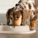 WeatherTech Double Low Pet Feeding System, Stainless Steel - Jeffers - Animal & Pet Supplies > Pet Bowls, Feeders & Waterers