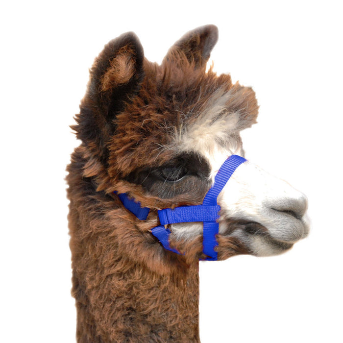 Weaver Leather Nylon Alpaca Halter, Large - Jeffers - Animal & Pet Supplies > Llama & Alpaca