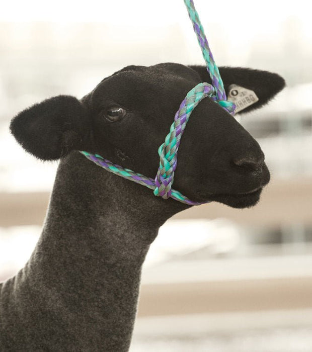 Sheep Rope Halter Weaver Leather Sheep & Goat Poly Rope Halter, 3' — Jeffers