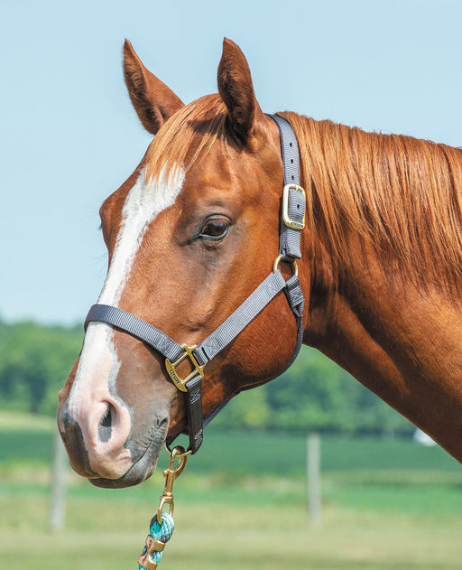 Weaver Original Nylon Horse Halter - Jeffers - Horse Supplies > Horse Tack > Horse Halters