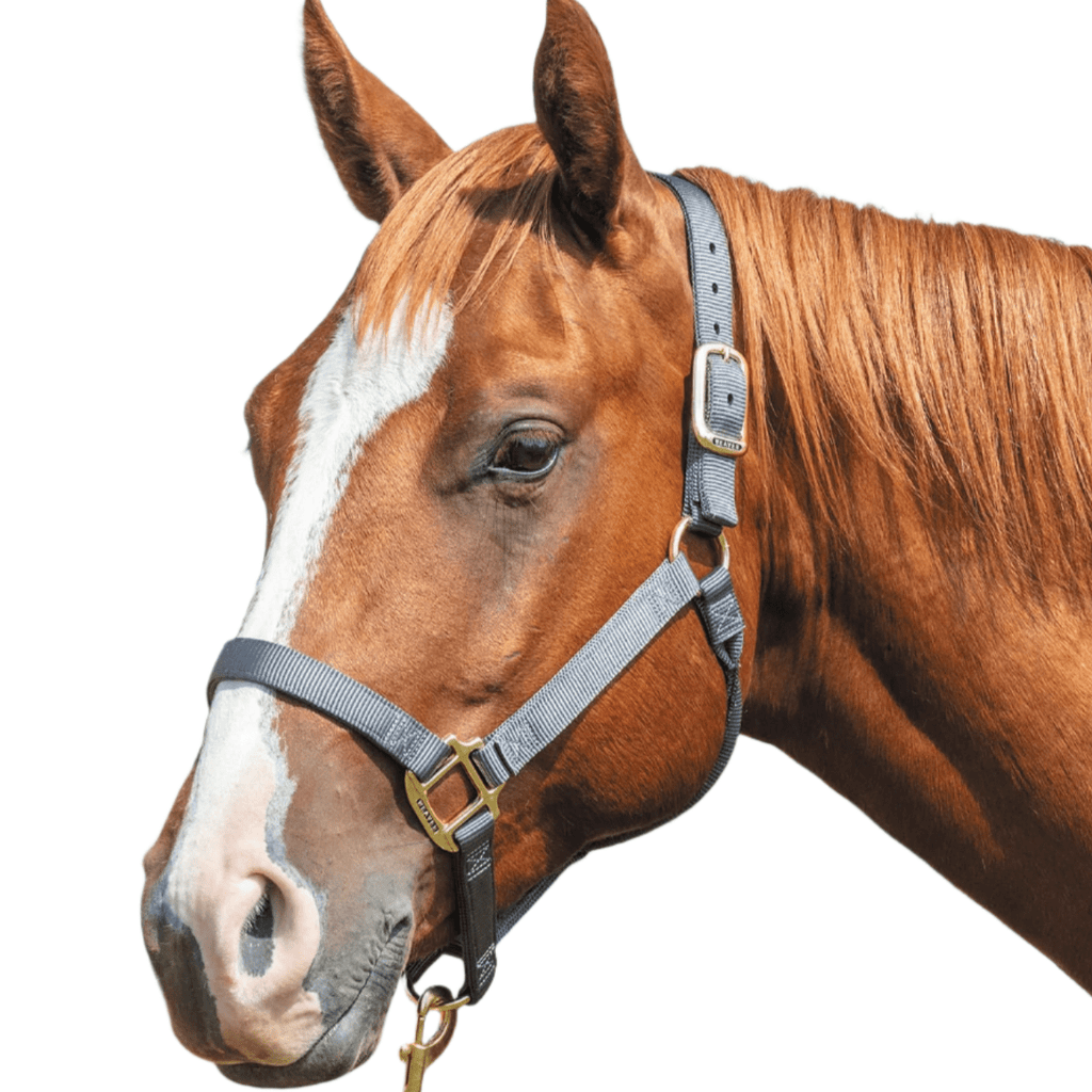 Nylon Horse Halters & Leads — Jeffers