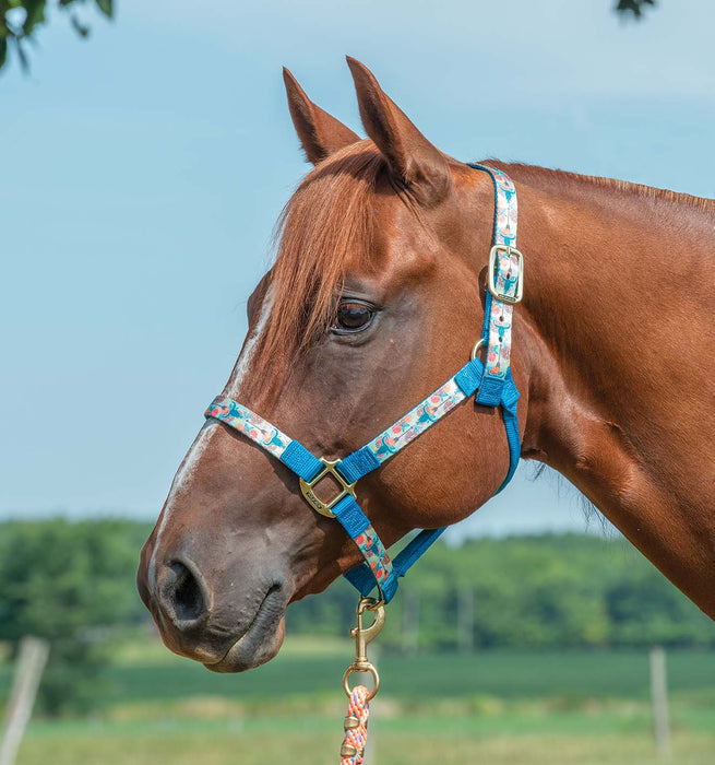 Weaver Nylon Overlay Halter - Compass Regular 