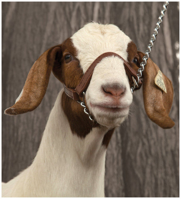 Brahma Webb Show Goat Halter - Large  