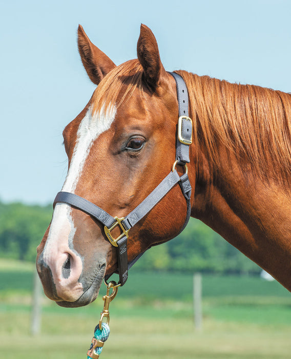 Weaver Original Nylon Horse Halter - Coral Small 