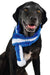 Zippy Paws Blue Scarf - Small  